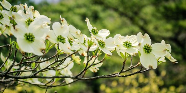 Woman paying bills on computer
